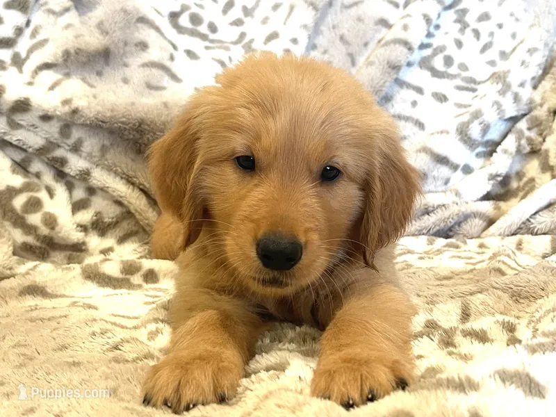 Goliath – Golden Retriever puppy for sale in Tulsa, OK