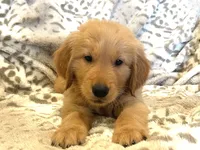 Goliath, a male Golden Retriever for sale in Tulsa, OK – 1 of 8