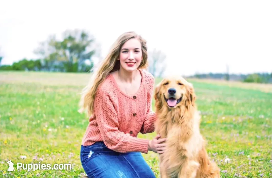 Liberty Belle (Family-Raised Goldens), a female Golden Retriever for sale in Tulsa, OK – 4 of 6