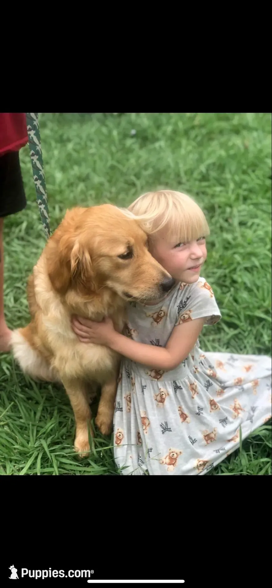 Liberty Belle (Family-Raised Goldens), a female Golden Retriever for sale in Tulsa, OK – 5 of 6