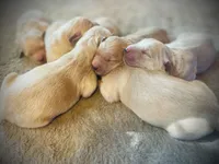 Liberty Belle (Family-Raised Goldens), a female Golden Retriever for sale in Tulsa, OK – 3 of 6