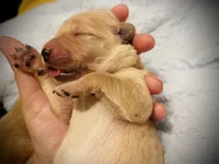Liberty Belle (Family-Raised Goldens), a female Golden Retriever for sale in Tulsa, OK – 2 of 6