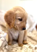 Sawyer AKC, Family-Raised , a male Golden Retriever for sale in Tulsa, OK – 2 of 7