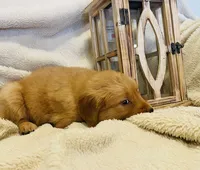 Bingley•AKC, Family-Raised, a male Golden Retriever for sale in Tulsa, OK – 5 of 6