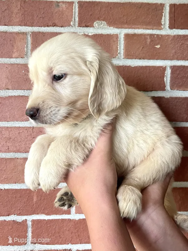 Orion• Family-Raised – Golden Retriever puppy for sale in Tulsa, OK