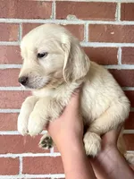 Orion• Family-Raised, a male Golden Retriever for sale in Tulsa, OK – 1 of 10