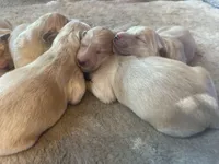 Bravo, a female Golden Retriever for sale in Tulsa, OK – 2 of 5