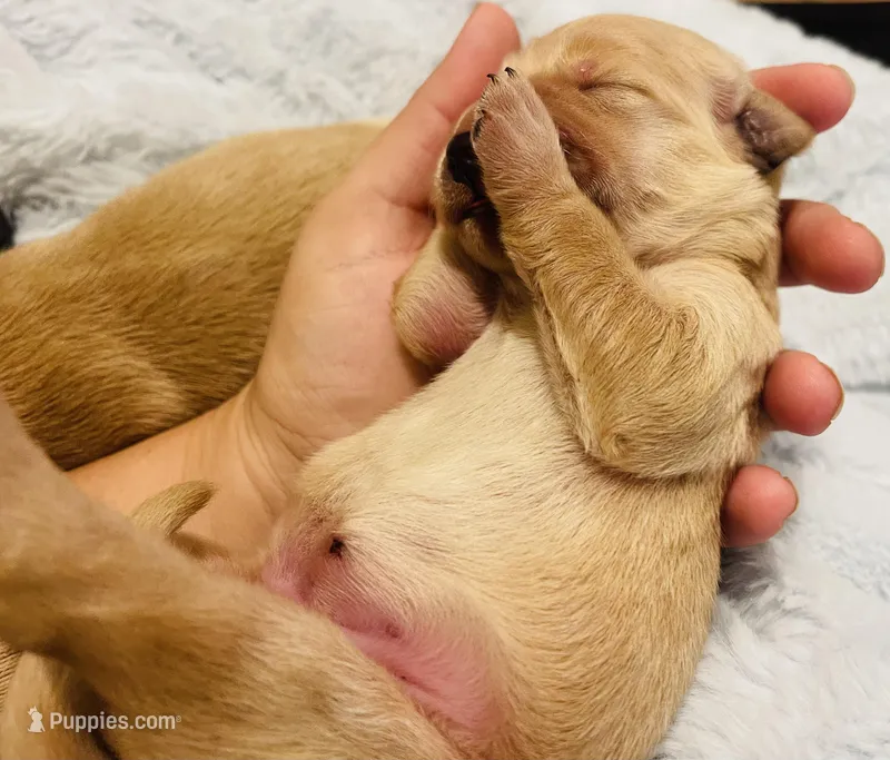 Blaze – Golden Retriever puppy for sale in Tulsa, OK