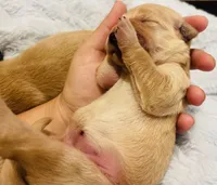 Blaze, a female Golden Retriever for sale in Tulsa, OK – 1 of 9