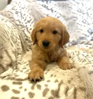 Goliath, a male Golden Retriever for sale in Tulsa, OK – 2 of 8