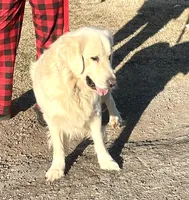Orion• Family-Raised, a male Golden Retriever for sale in Tulsa, OK – 7 of 10