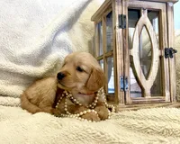 Fern, a female Golden Retriever for sale in Tulsa, OK – 4 of 8