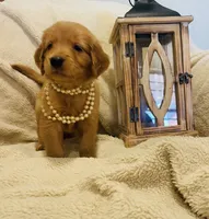 Lizzie AKC, Family-Raised, a female Golden Retriever for sale in Tulsa, OK – 2 of 8