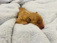 Rocket, a female Golden Retriever for sale in Tulsa, OK – 2 of 10