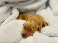 Rocket, a female Golden Retriever for sale in Tulsa, OK – 4 of 10