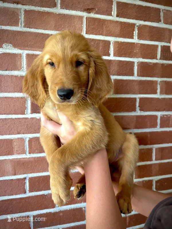 Hunter – Golden Retriever puppy for sale in Tulsa, OK