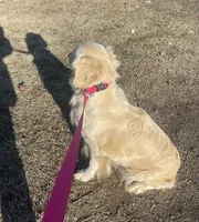 Nova• Family-Raised•Pink, a female Golden Retriever for sale in Tulsa, OK – 5 of 10