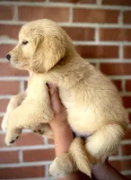 Nova• Family-Raised•Pink, a female Golden Retriever for sale in Tulsa, OK – 4 of 10