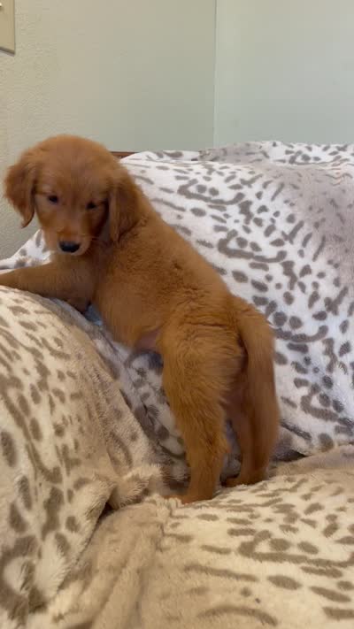 Lily AKC, Family-Raised, a female Golden Retriever for sale in Tulsa, OK – 9 of 9