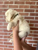 Stella• Family-Raised•Green, a female Golden Retriever for sale in Tulsa, OK – 3 of 10