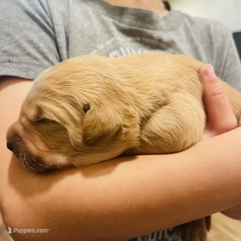 Rocket – Golden Retriever puppy for sale in Tulsa, OK