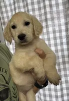 GOLDEN RETRIEVER PUPPY, a female Golden Retriever for sale in Lula, GA – 2 of 5