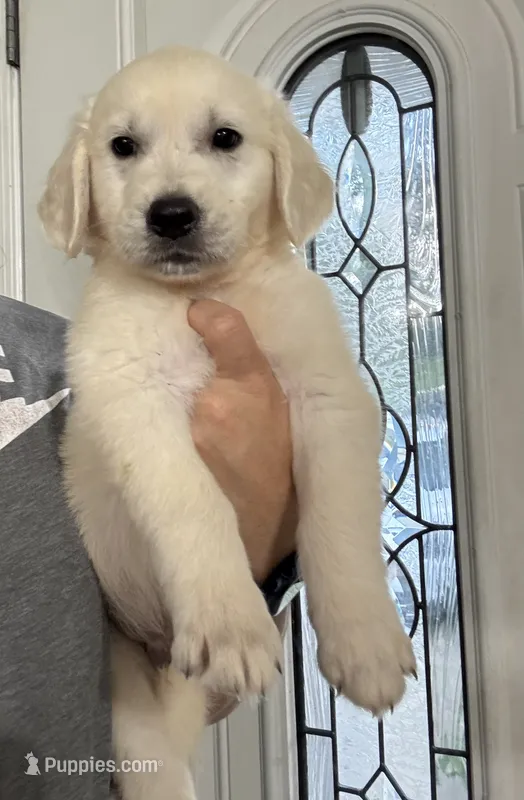 GOLDEN RETRIEVER PUPPY – Golden Retriever puppy for sale in Lula, GA