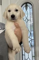 GOLDEN RETRIEVER PUPPY, a female Golden Retriever for sale in Lula, GA – 1 of 5
