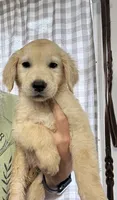 GOLDEN RETRIEVER PUPPY, a female Golden Retriever for sale in Lula, GA – 4 of 5