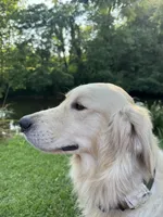 GOLDEN RETRIEVER PUPPY, a female Golden Retriever for sale in Lula, GA – 5 of 5