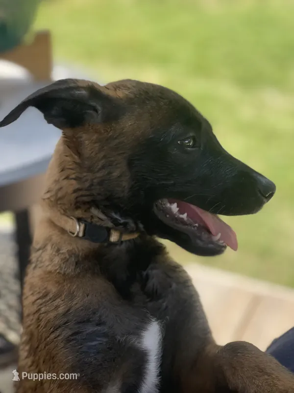 Katara – Belgian Malinois, Dutch Shepherd puppy for sale in Chelsea, AL