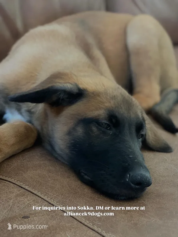 Sokka – Belgian Malinois, Dutch Shepherd puppy for sale in Chelsea, AL
