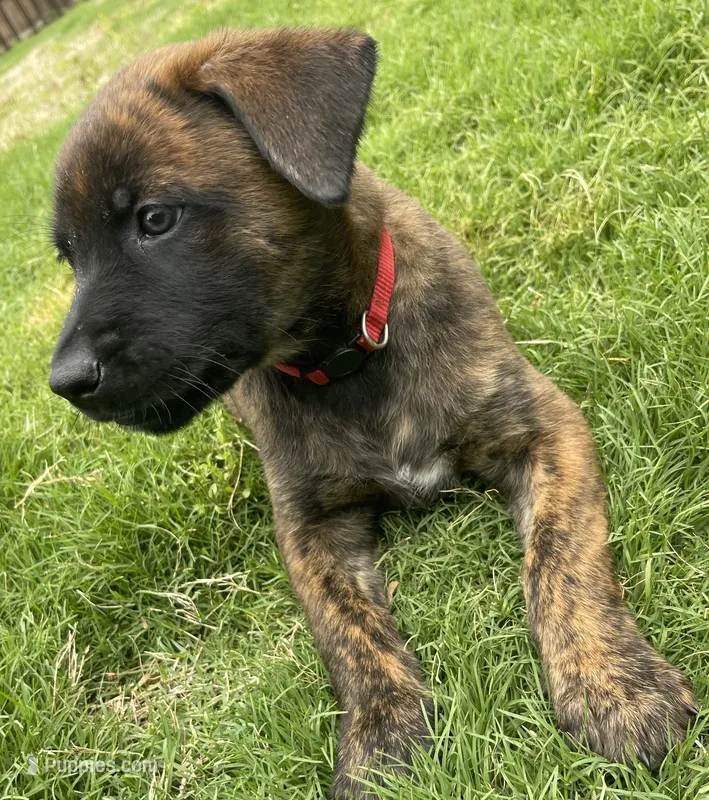 Aang – Belgian Malinois, Dutch Shepherd puppy for sale in Chelsea, AL