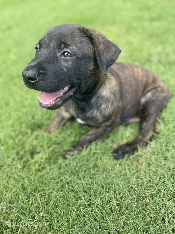 Zuko – Belgian Malinois, Dutch Shepherd puppy for sale in Chelsea, AL
