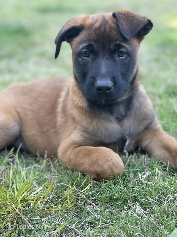 Kyoshi – Belgian Malinois, Dutch Shepherd puppy for sale in Chelsea, AL