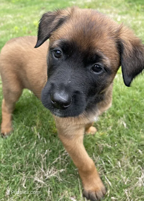 Mai – Belgian Malinois, Dutch Shepherd puppy for sale in Chelsea, AL