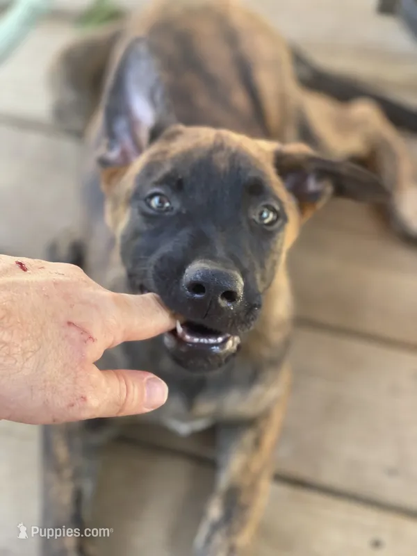 Aang – Belgian Malinois, Dutch Shepherd puppy for sale in Chelsea, AL