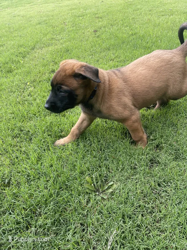 Hakoda – Belgian Malinois, Dutch Shepherd puppy for sale in Chelsea, AL