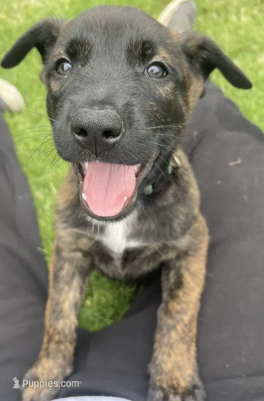 Bumi – Belgian Malinois, Dutch Shepherd puppy for sale in Chelsea, AL