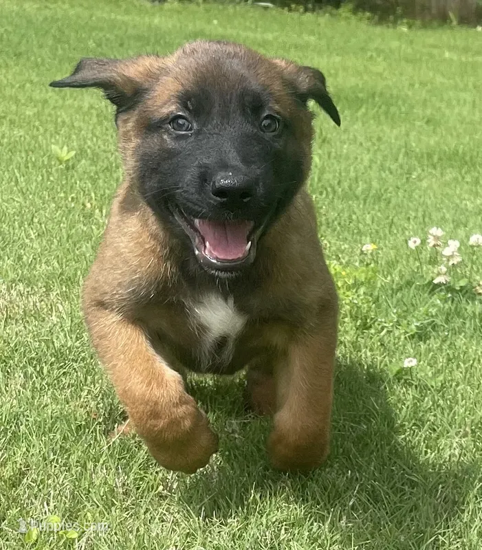 Sokka – Belgian Malinois, Dutch Shepherd puppy for sale in Chelsea, AL