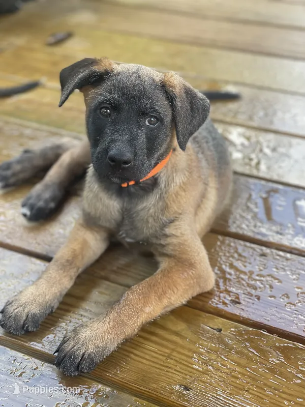 Ty Lee  – Belgian Malinois, Dutch Shepherd puppy for sale in Chelsea, AL