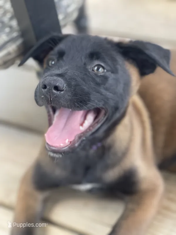 Azula – Belgian Malinois, Dutch Shepherd puppy for sale in Chelsea, AL