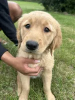 Miss Orange, a female Golden Retriever for sale in Saint Croix Falls, WI – 3 of 3