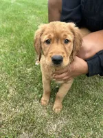 Mister Blue, a male Golden Retriever for sale in Saint Croix Falls, WI – 2 of 3
