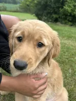 Miss Orange, a female Golden Retriever for sale in Saint Croix Falls, WI – 2 of 3