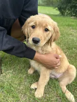 Miss Orange, a female Golden Retriever for sale in Saint Croix Falls, WI – 1 of 3