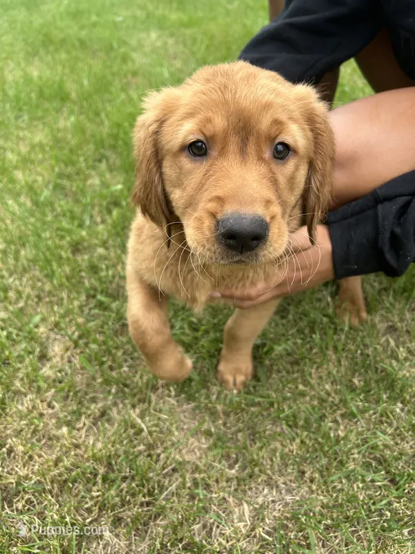 Mister Blue – Golden Retriever puppy for sale in Saint Croix Falls, WI