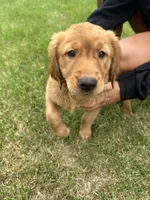 Mister Blue, a male Golden Retriever for sale in Saint Croix Falls, WI – 1 of 3