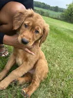 Mister Blue, a male Golden Retriever for sale in Saint Croix Falls, WI – 3 of 3