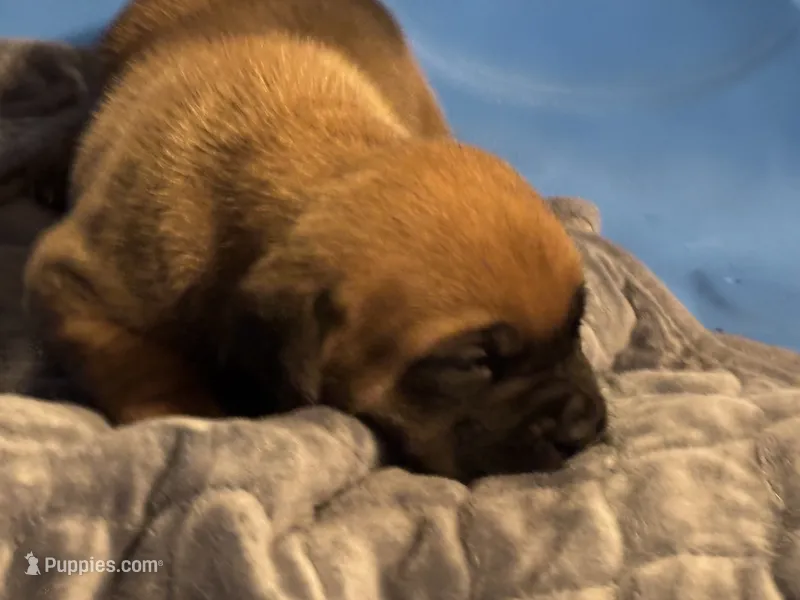 Brown Sugar – Cane Corso puppy for sale in Pinson, AL